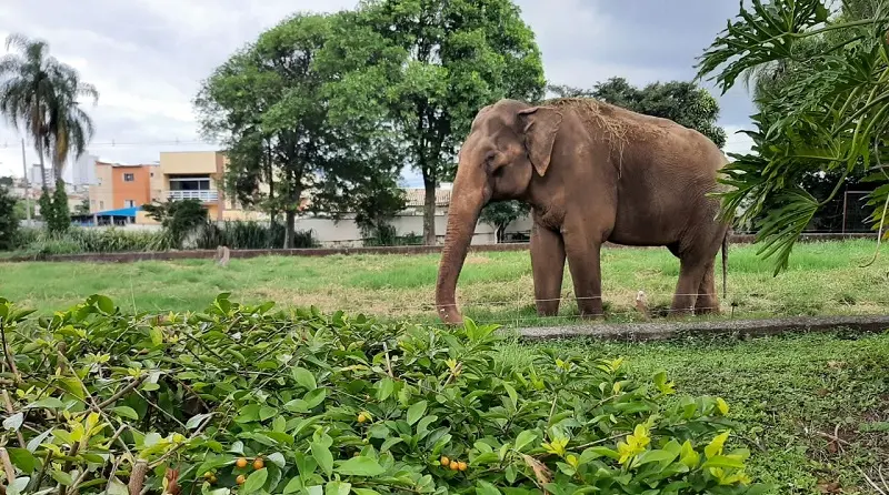 Elefante Sandro, de 54 anos, foi transferido do zoológico de Sorocaba para um santuário em Mato Grosso, por ordem judic…