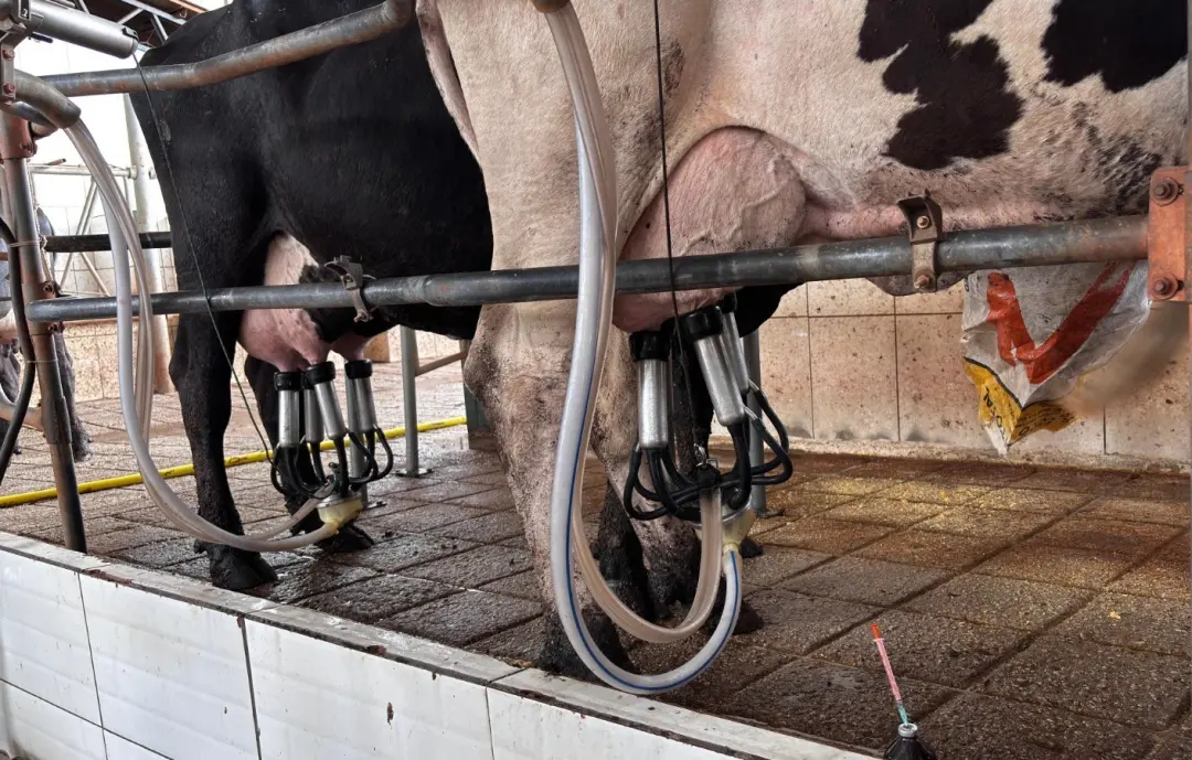 Goiás registrou valorização do preço do leite ao produtor, subindo de R$ 1,92 em janeiro para R$ 2,94 em julho, uma alt…