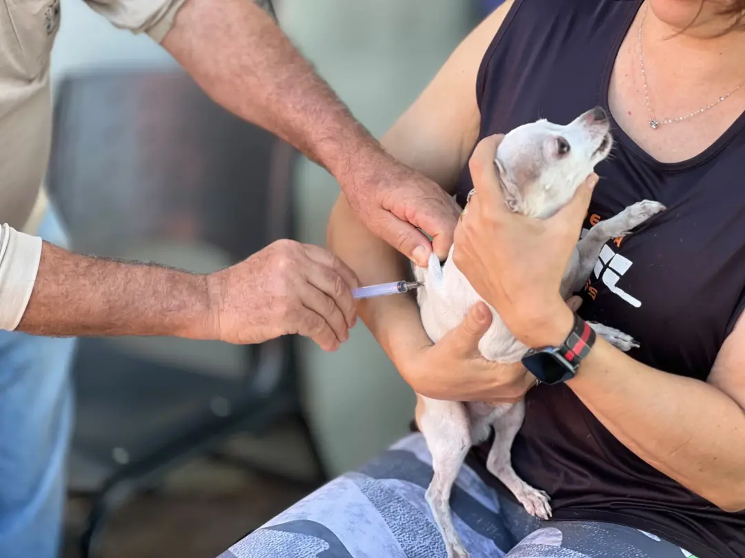 Goiânia vai ter 141 pontos de vacinação antirrábica neste sábado para cães e gatos. A vacina é gratuita e fundamental p…