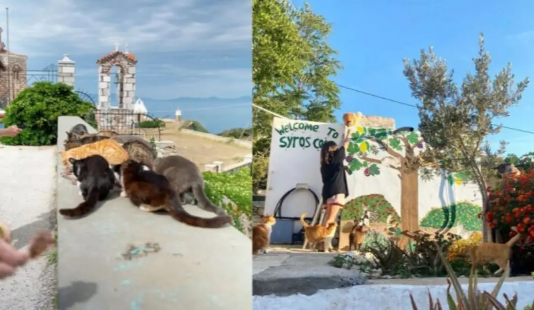 Ilha de Syros na Grécia tem programa Syros Cats oferecendo moradia e comida de graça para quem cuidar de gatos. A propo…