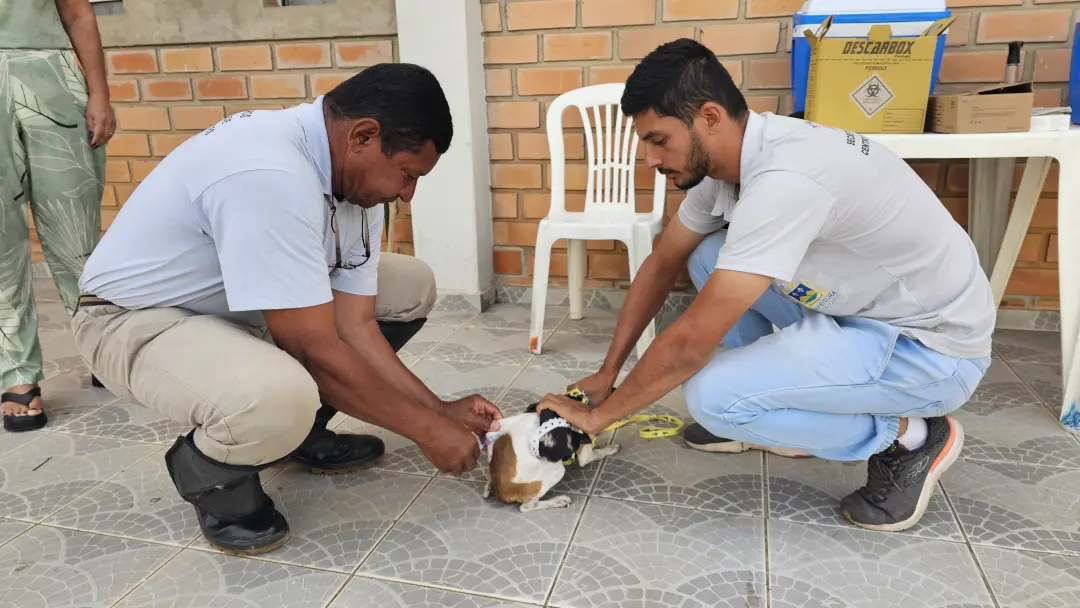 Sábado na região sul de Montes Claros rola vacinação antirrábica para cães e gatos. É fundamental manter a dose anual p…