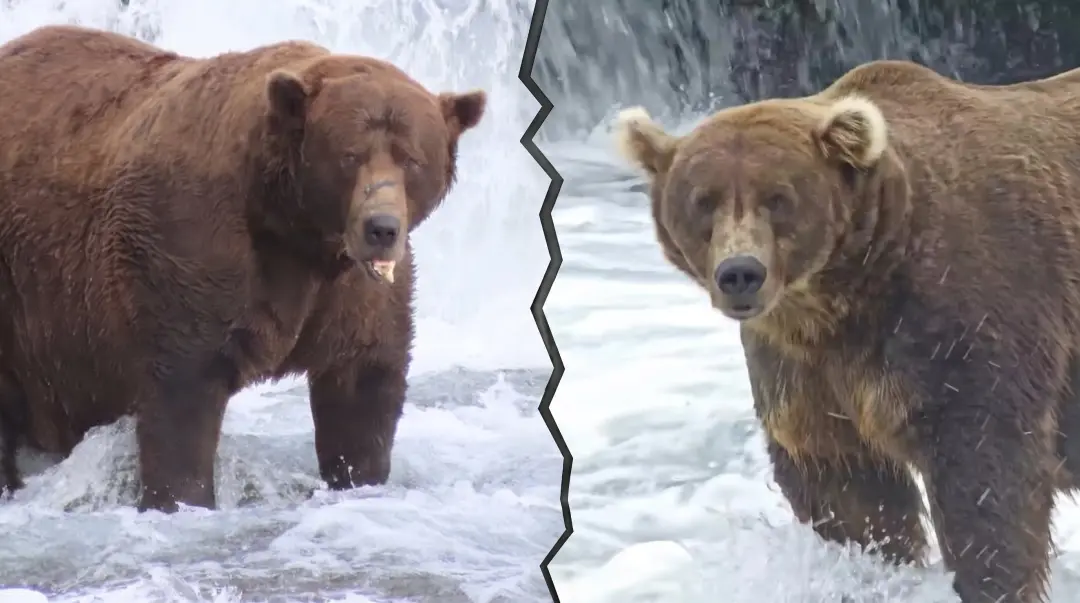 Alaska, 16 ursos pardos vão competir na Fat Bear Week 2026. É interessante ver que as mães e os machos mais fortes, com…