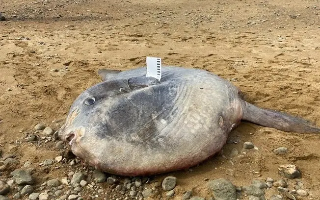 Peixe-lua de 400 kg encontrado morto em Wellfleet, Massachusetts. Acredito que o encalhe ocorreu durante a migração em …