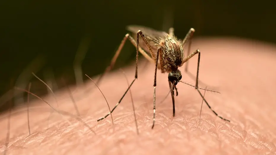 Três pessoas morreram de malária depois de um mosquito ter sido transportado em voo para a Alemanha. O fato mostra como…