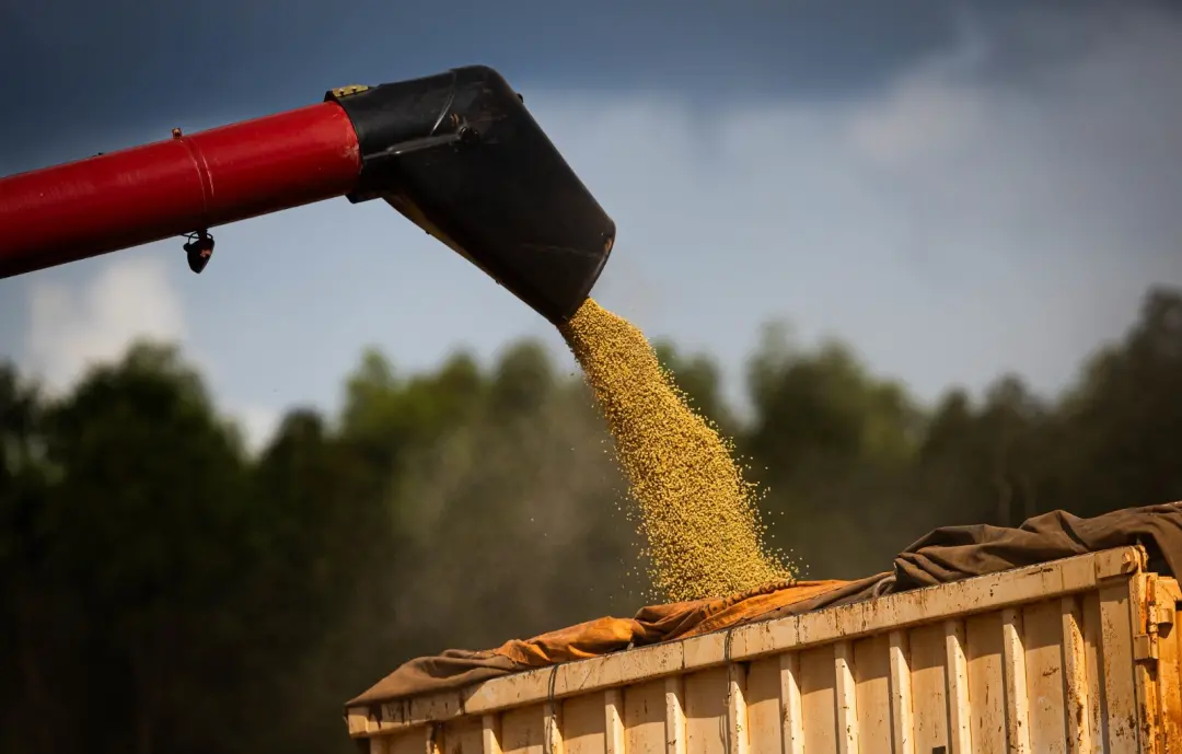 20,3 milhões de toneladas de soja, Goiás lidera a produção e sobe para a quinta posição em valor agrícola. A diversidad…