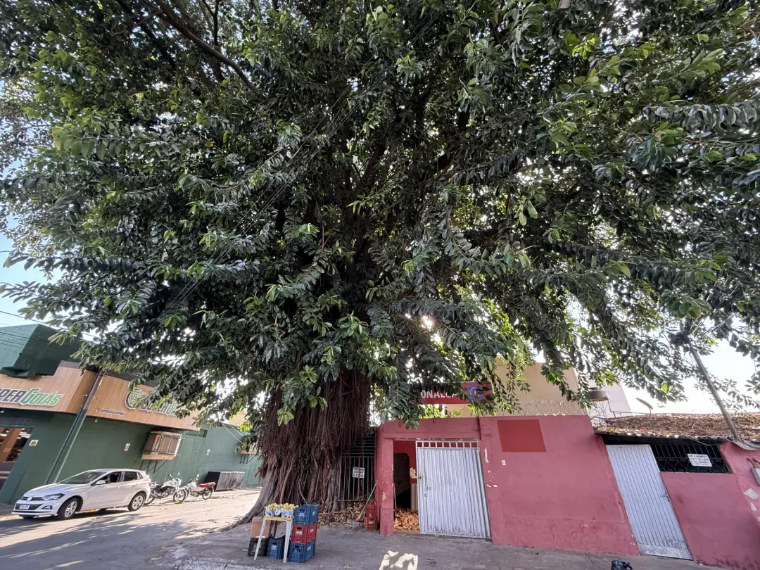 Gameleira de 60 anos na Rua José Hermano, em Goiânia, pode ser retirada por risco de raízes avançarem em imóveis. A def…