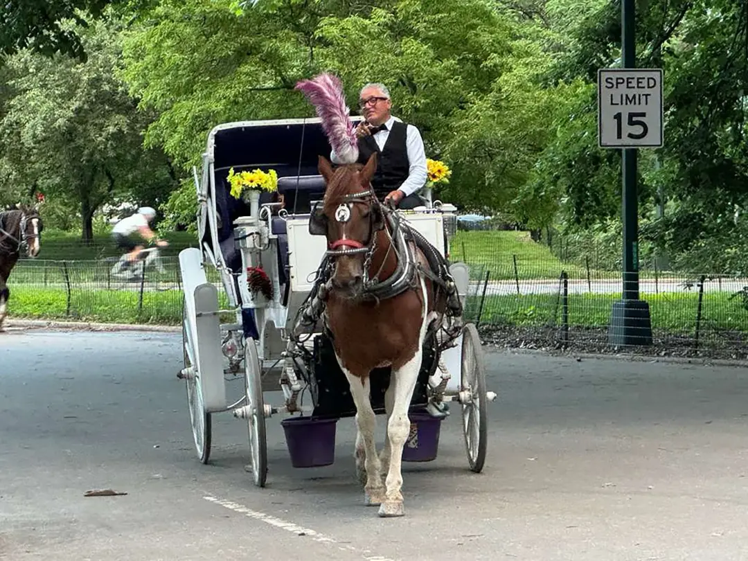 Central Park, Nova York, registrou a morte de Deniz, um cavalo de carruagem de 16 anos, por envenenamento de teixo. Os …