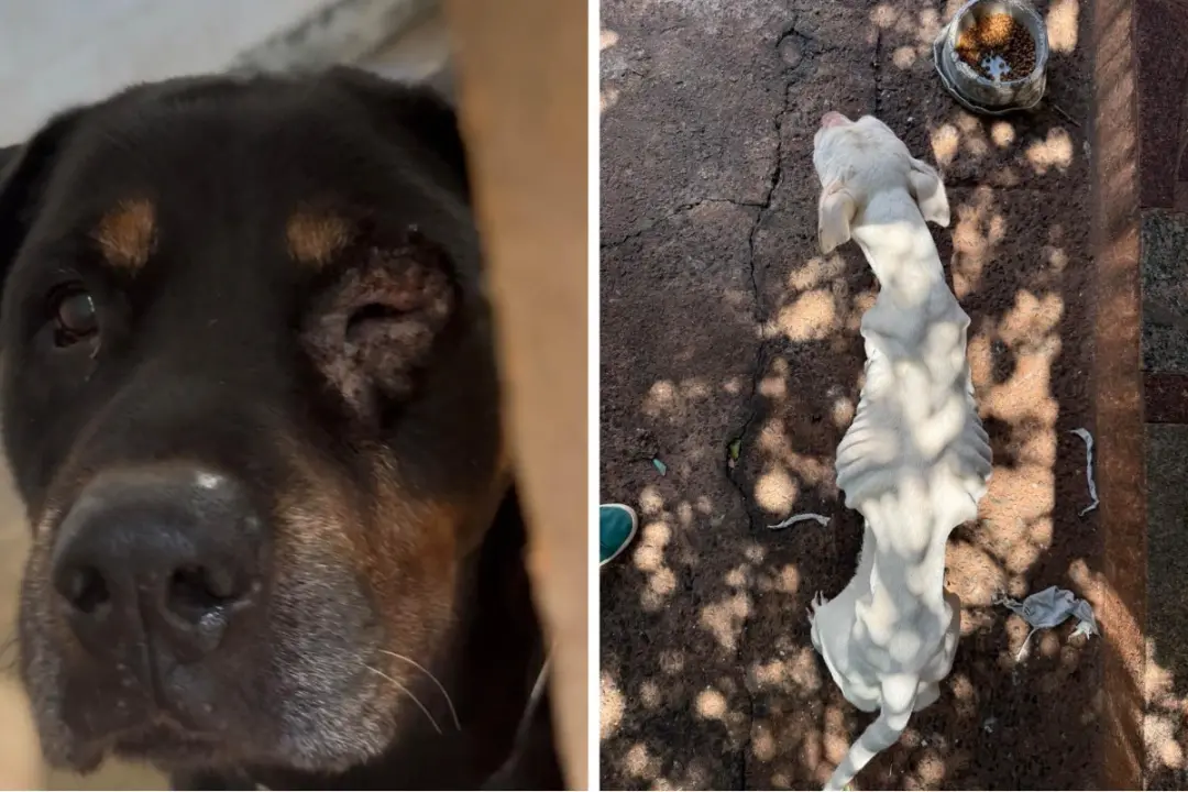 Duas pessoas foram presas em Campinas por maus-tratos a cães. Um Rottweiler machucado e uma cadela Pitbull desnutrida f…