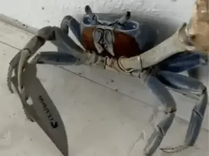 Na Flórida, EUA, um caranguejo invadiu um quintal segurando uma lâmina e assustou um homem. A natureza, por vezes, nos …
