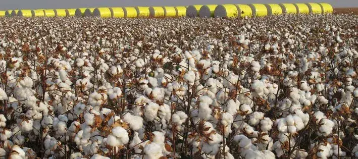 Sapezal, com R$ 8,5 bilhões, lidera a produção agrícola do Brasil em 2025. O algodão impulsionou muito o valor do munic…
