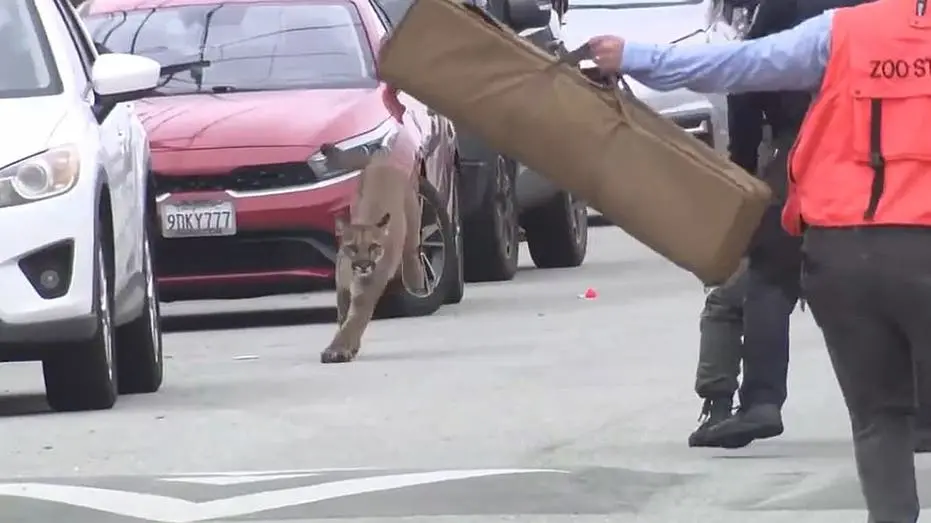 Sunset District, San Francisco. Um puma da montanha conseguiu escapar da captura por várias horas na área movimentada. …