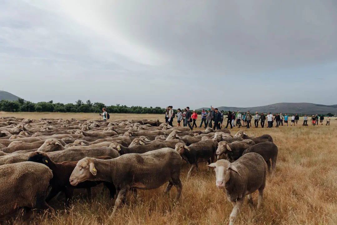Tierras Altas de Soria perde milhares de ovelhas para os gigantes de três aspas. A modernização econômica substitui o p…
