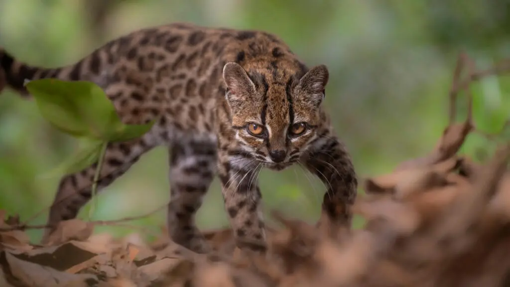 Bolívia, um felino selvagem novo foi identificado em santuário de vida selvagem após mais de cem anos. É muito legal ve…