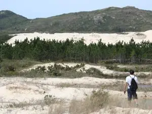 Instituto combate plantas invasoras no Sul do país. É importante esse controle pra manter o equilíbrio da natureza na r…