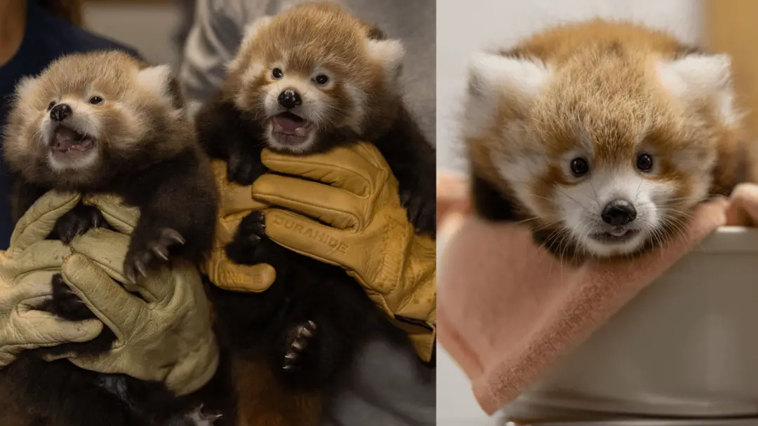 Smithsonian National Zoo em Washington D.C. celebrou o Dia Internacional do Panda Vermelho com o nascimento de três fil…