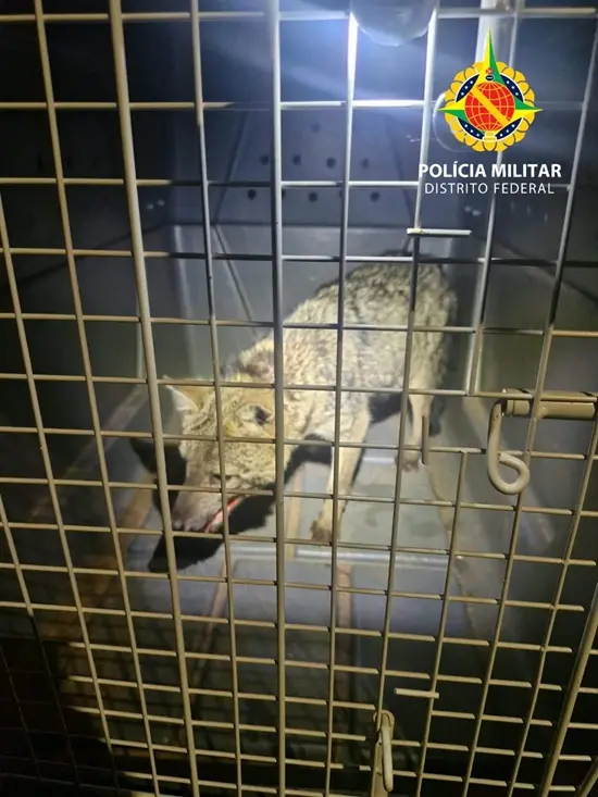 Cachorro-do-mato ferido foi resgatado na noite de quinta-feira em uma chácara no Park Way, em Brasília. É um trabalho i…