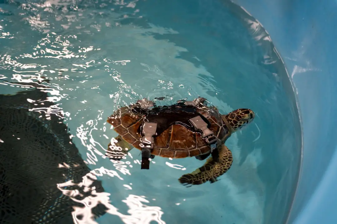 Cebu, uma tartaruga verde ferida, tá sendo tratada com auxílio de uma tala impressa em 3D no Georgia Sea Turtle Center.…