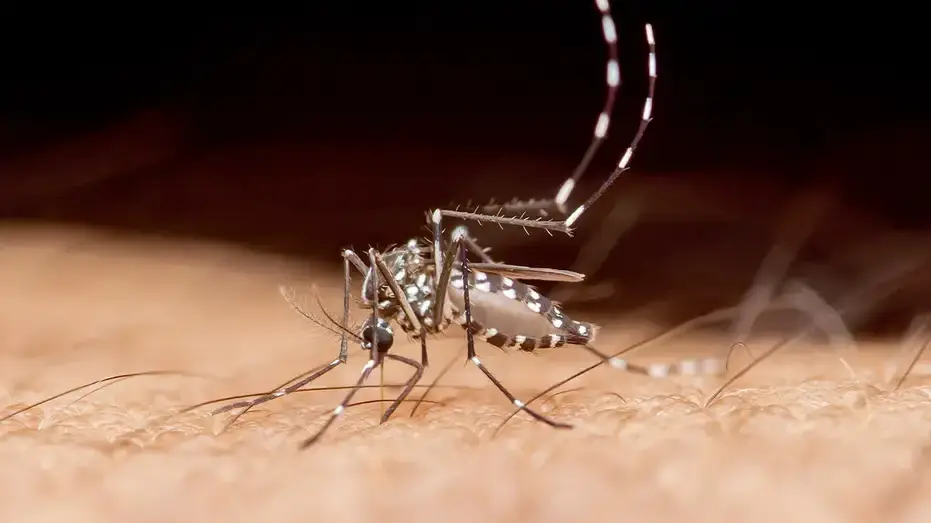 Em Flórida, um caso confirmado de dengue resultou em óbito em setembro de 2026. É triste ver que uma doença transmitida…