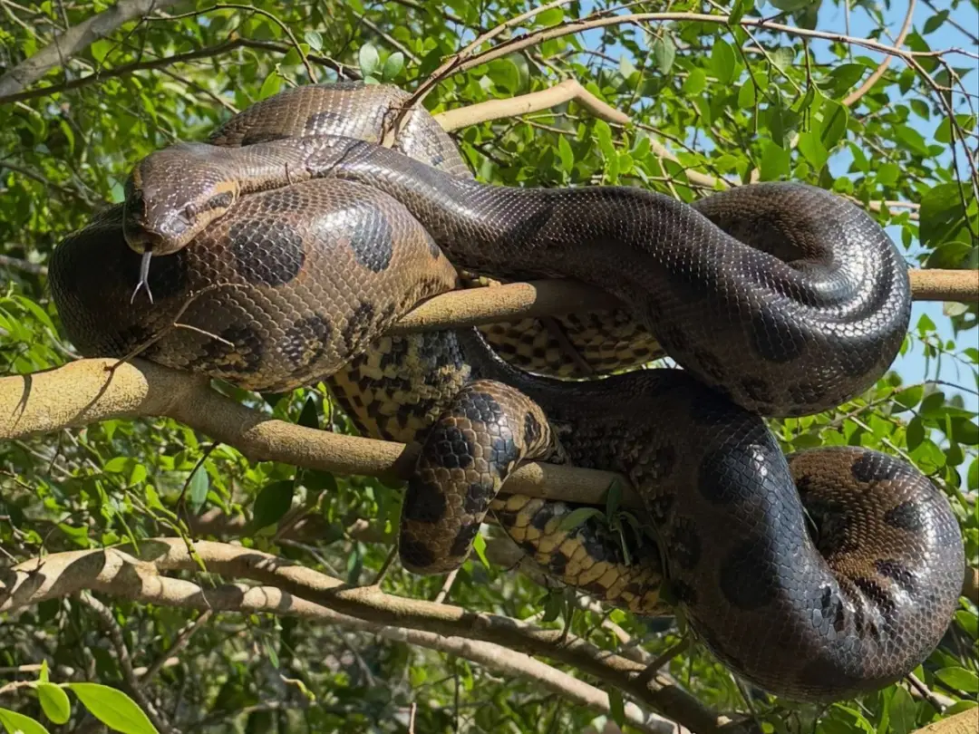Caarapó, em Mato Grosso do Sul, teve registro de sucuri imensa enrolada em galho de árvore perto do rio. É impressionan…