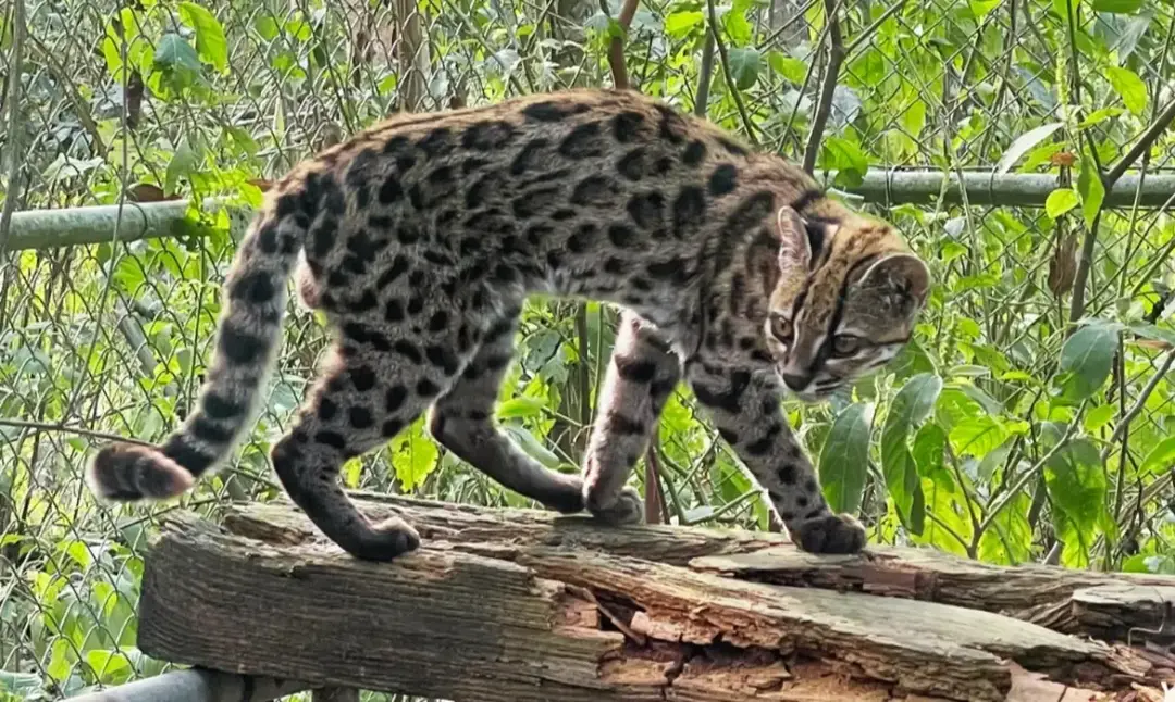 Nor Yungas na Bolívia. Nova espécie de felino, o Leopardus tilcayo, foi identificada lá, sendo a primeira descrição cie…