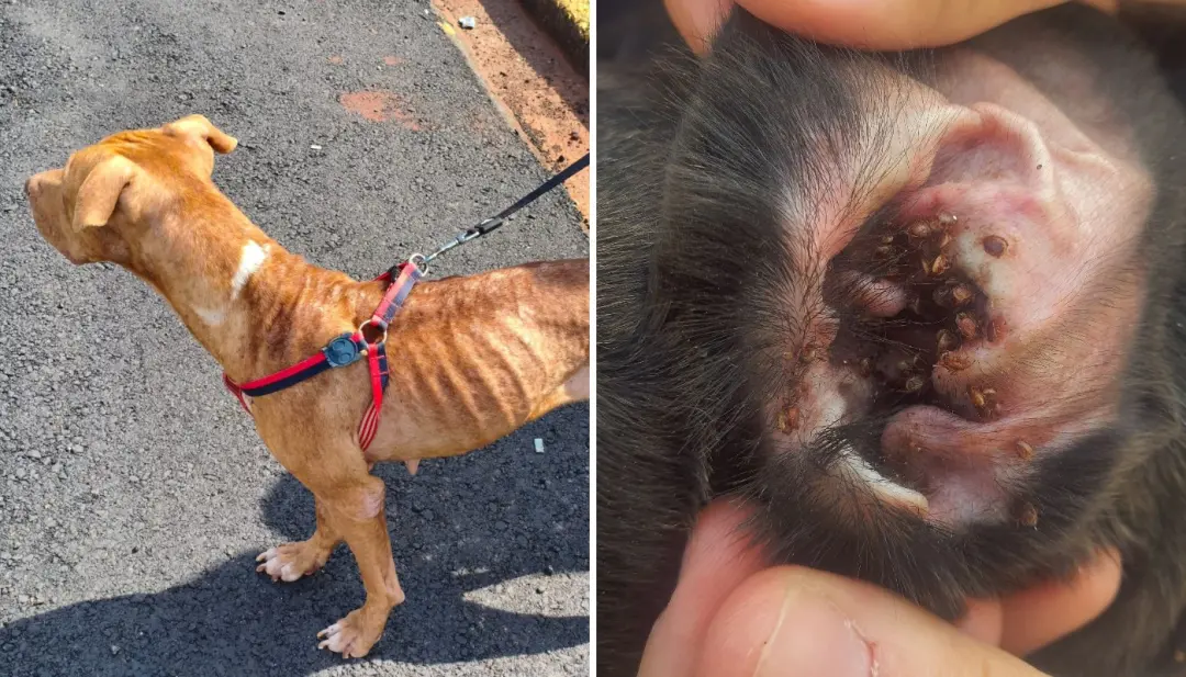 Americana, SP: mulher de 23 anos foi presa por maus-tratos contra dois cães no Jardim São Miguel. Ver animais debilitad…