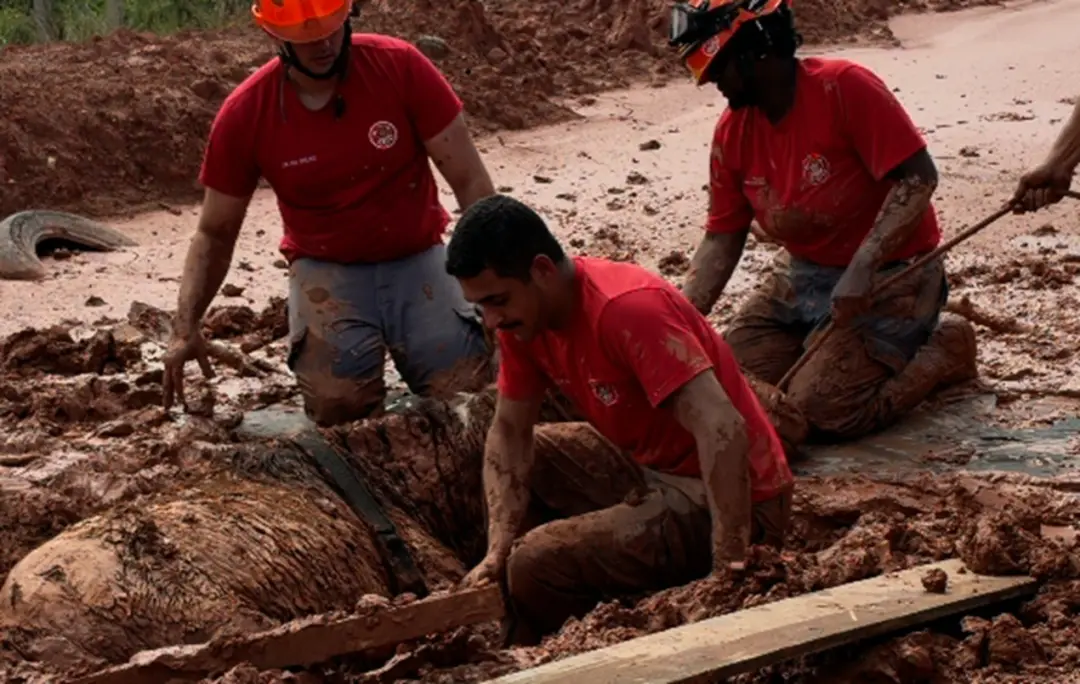 Itapevi, SP. Égua soterrada em área particular em Parque Miraflores foi resgatada após 24 horas presa, em uma operação …