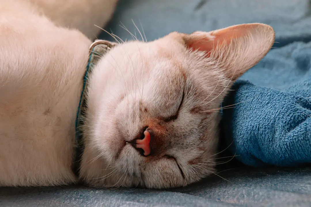 Metade a dois terços da vida em sono para um gato, não é preguiça, é biologia de caçador. O descanso longo responde a u…