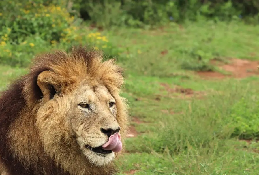 Dez leões foram encontrados mortos por suposto envenenamento na reserva Ngorongoro, Tanzânia. Acredito que a pressão so…