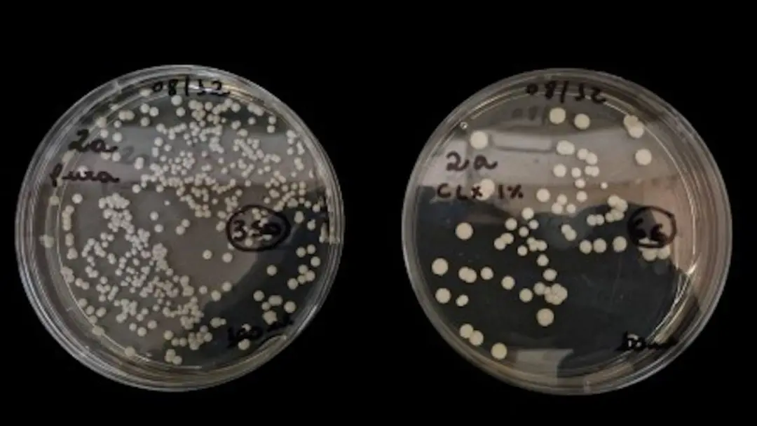 Formulaçao de clorexidina com eugenol e mentol inibe o fungo Candida parapsilosis em hospitais. Essa descoberta ajuda p…