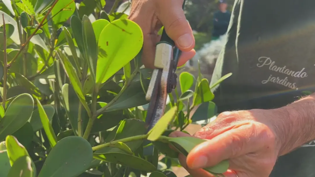 Clube de jardinagem no Jardim Botânico de Sorocaba oferece aulas gratuitas de poda e cultivo todas as quartas-feiras. É…