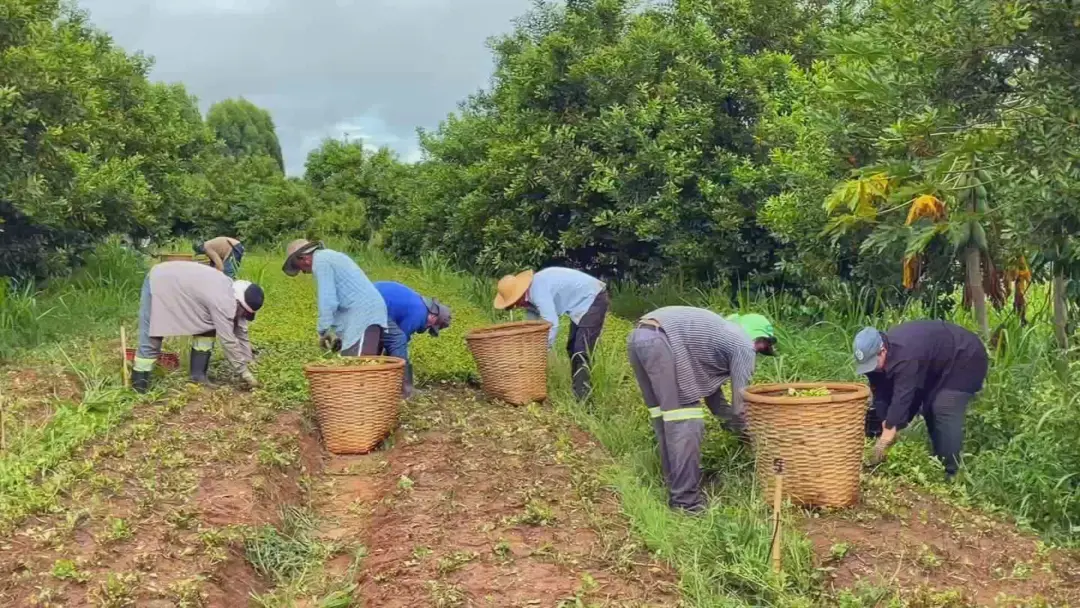 Bocaina, SP, tem produtores usando consórcio de culturas, como plantar feijão entre macadâmia, pra ganhar mais. Essa es…