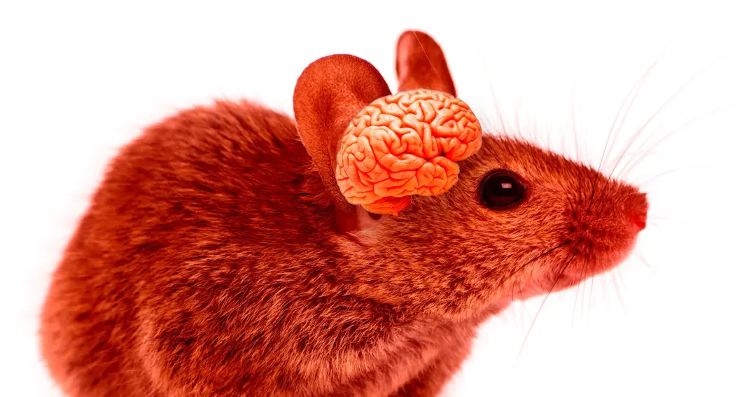 Stanford, cientistas criaram camundongos com milhões de neurônios humanos implantados no cérebro, substituindo parte do…