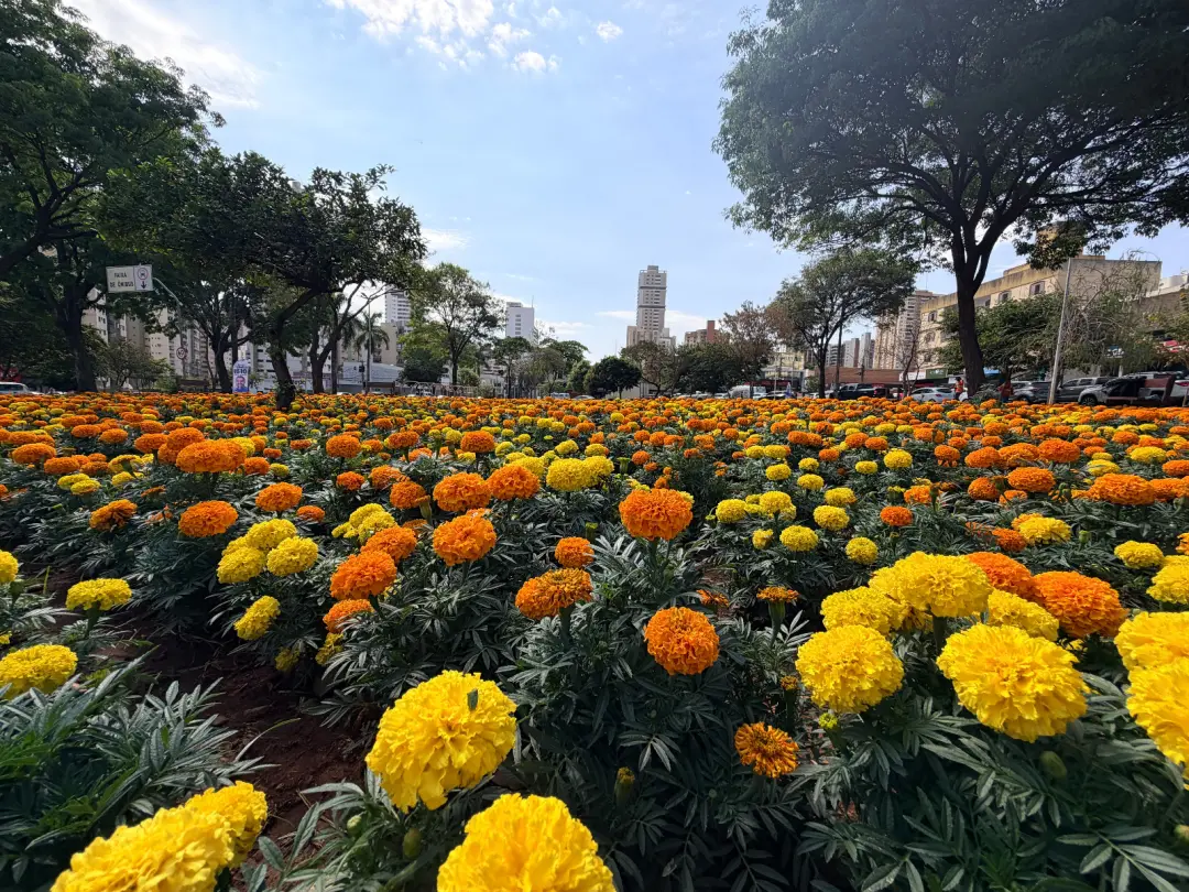 Projeto Florescer vai expandir em Goiânia com compra de 2 milhões de mudas ornamentais para setembro. A exigência de mu…