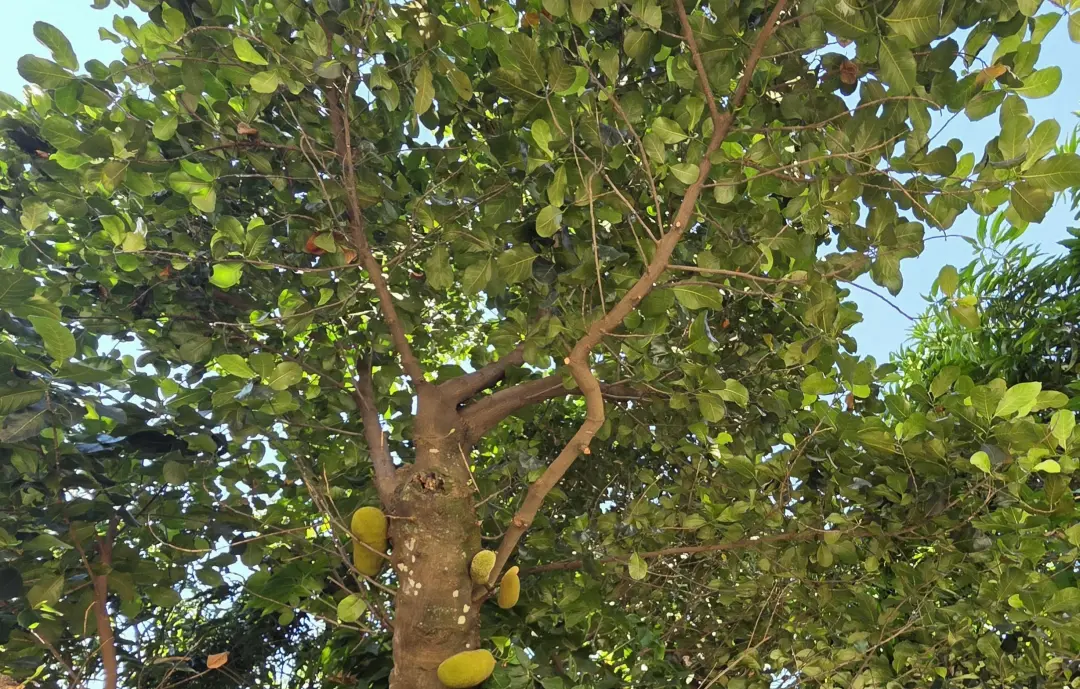 Uma palmeira em Duna consome água diária de quinze homens, mas é mantida como testemunho de resistência. A permanência …