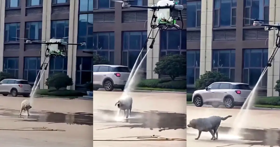 Linyi, província de Shandong, tem um drone de grande porte borrifando água em um cachorro. A empresa usa esse tipo de r…