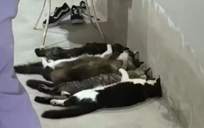 Dois veterinários de São José do Rio Preto viraram réus por venda clandestina de sangue de gatos em Monte Alto. A acusa…