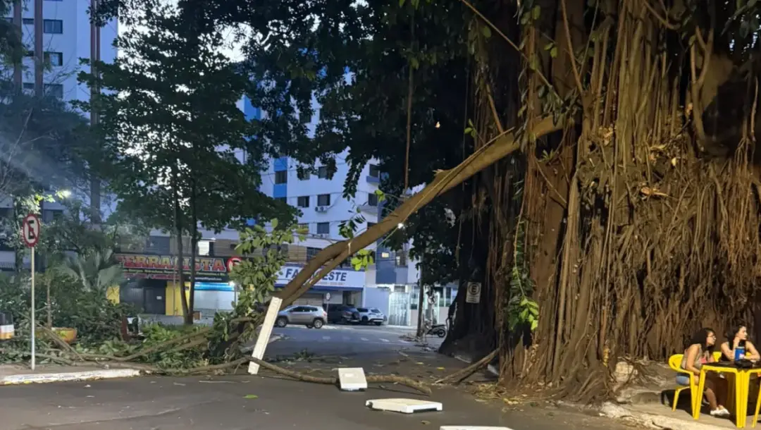 Praça da Cirrose, Setor Oeste, Goiânia, viu um galho de gameleira cair no sábado. É preocupante ver a manutenção de árv…