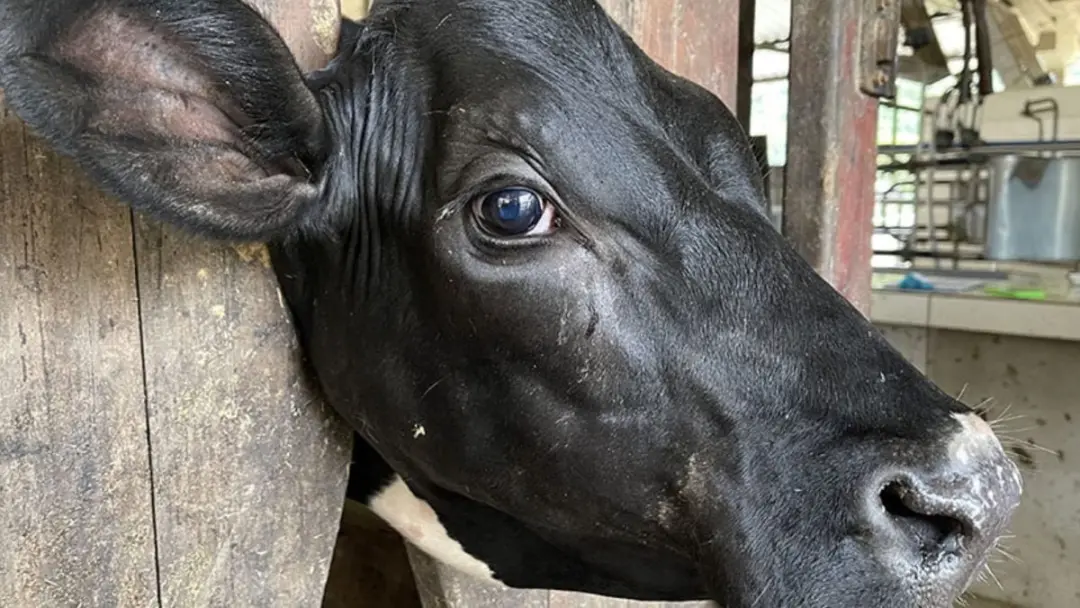 Nova bactéria Moraxella tarda foi descrita em bovinos da raça Hereford, identificada na mucosa nasal durante o quadro d…