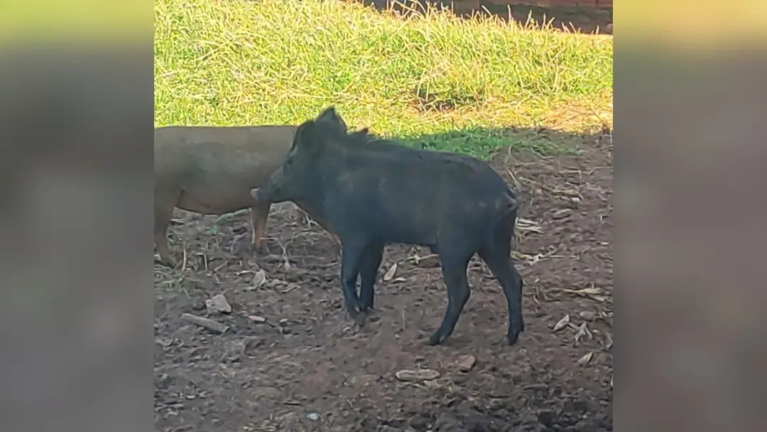 Multa de R$ 6,2 mil para dono de fazenda em Oriente, São Paulo, pela criação irregular de javaporco e oito jabutis. A f…