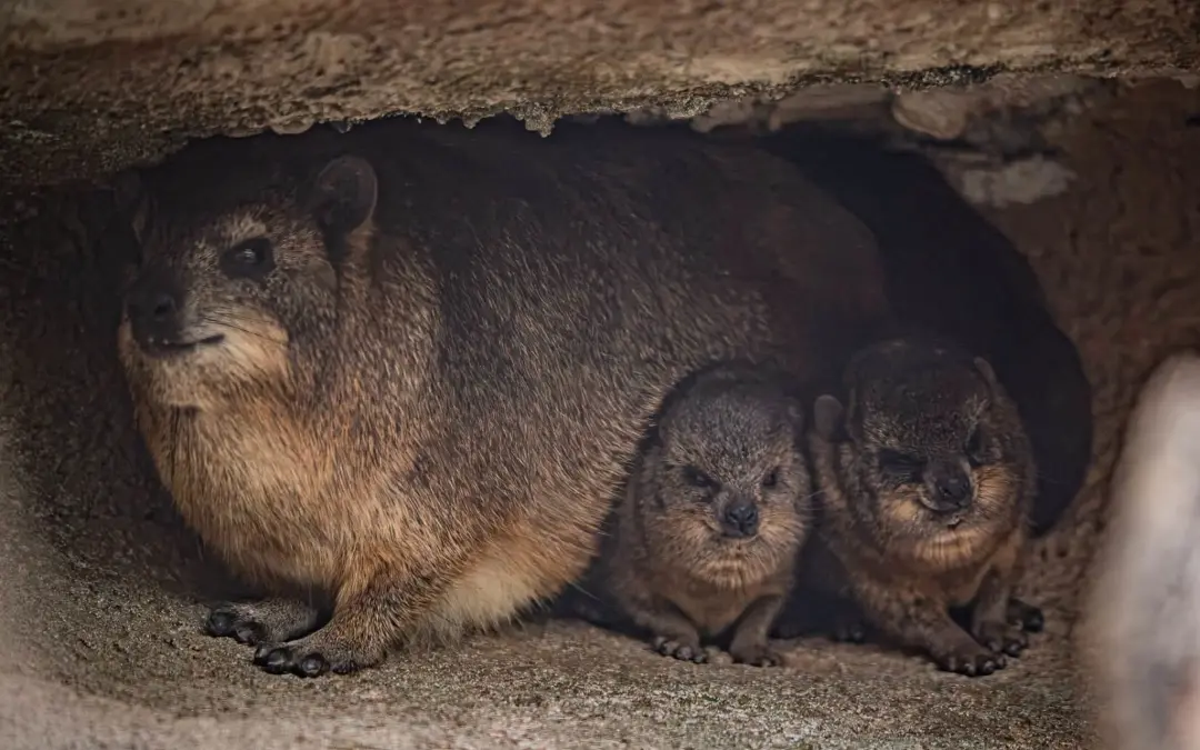 Três filhotes de procavia capensis nasceram no Chester Zoo, na Inglaterra. É incrível como a aparência engana, esses an…