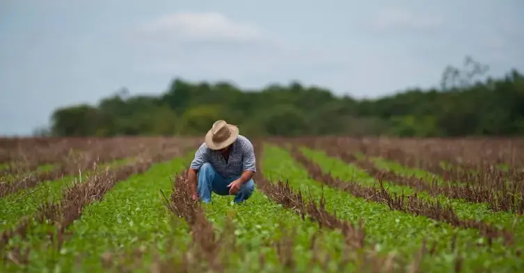 Chuvas intensas em agosto e setembro mudaram a produção de hortaliças no Sul e Sudeste, causando prejuízo aos produtore…
