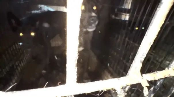 Christine De Anda, operadora de resgate em Califórnia, enfrenta 35 acusações por maus tratos e condições insalubres, co…