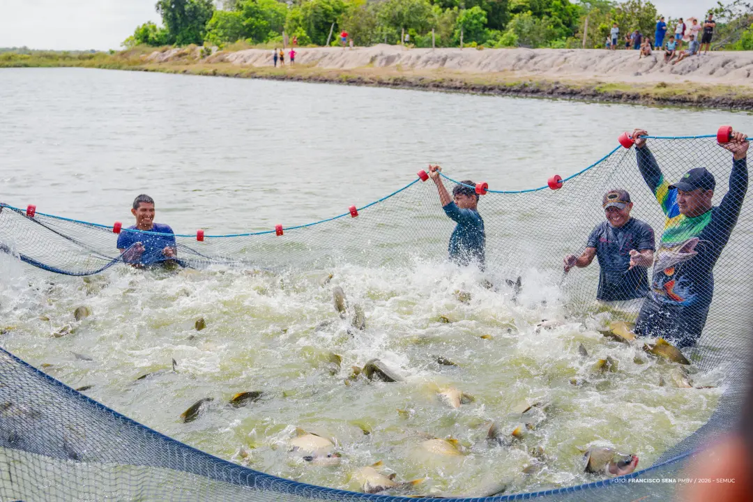 Mais de duas toneladas de tambaqui foram retiradas na primeira despesca da comunidade Lago Grande, em Boa Vista. Isso m…