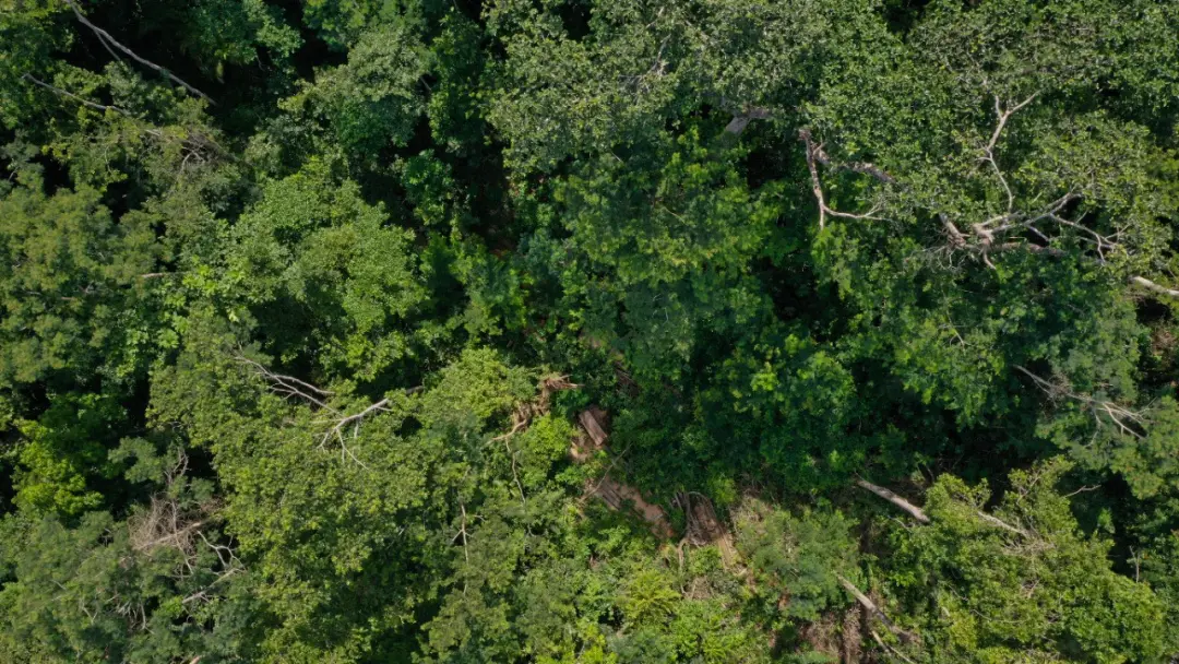 Área de 879 hectares no Acre sob investigação por uso ilegal de agrotóxico com drones. Isso levanta a questão da respon…
