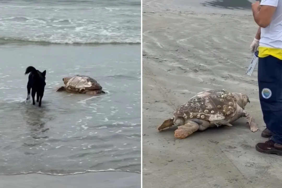 Tartaruga-cabeçuda morta na Praia do Perequê, em Guarujá, SP. A espécie, que é vulnerável, tem suas vidas ameaçadas por…