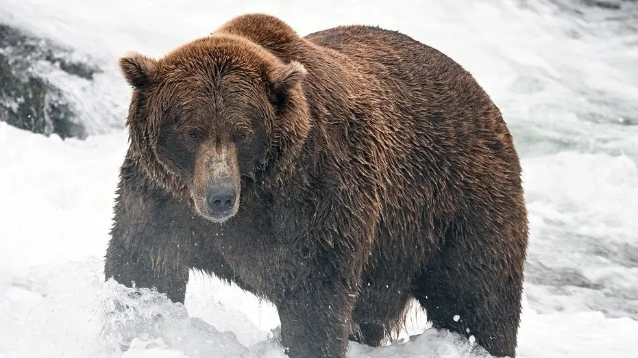 Fat Bear Week começou em Katmai com 16 ursos marrons competindo pelo título de mais gordinho. Eu acho legal ver a natur…