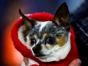 Chihuahuas sendo parte coiotes, talvez seja o motivo da bravura desses cães. Esse temperamento ligado à ancestralidade …