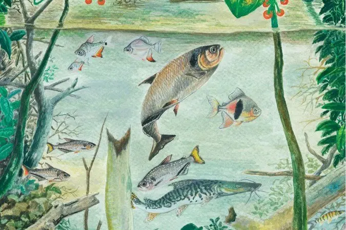 Amazônia tem 15% das espécies de peixe de água doce do planeta, com 144 catalogadas como ameaçadas. A degradação do hab…