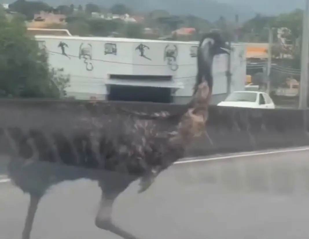 Viaduto de Campo Grande, um emu, ave australiana, apareceu circulando na terça. O homem que resgatou o bicho foi identi…