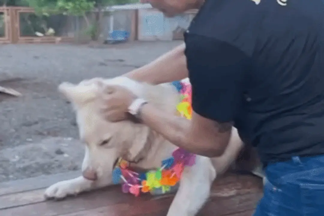 Ana Carla, dona de hotel para pets em Bonito, Mato Grosso do Sul, é investigada por agressões a cães em pelo menos dois…